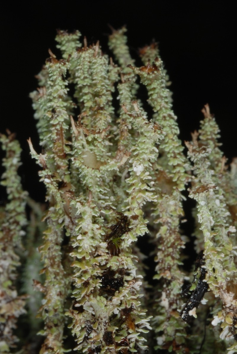 Atlantic Cup Lichen
