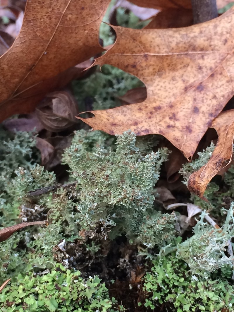 Atlantic Cup Lichen photo 2