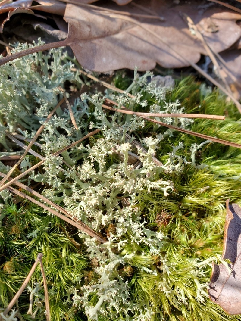 Atlantic Cup Lichen photo 3