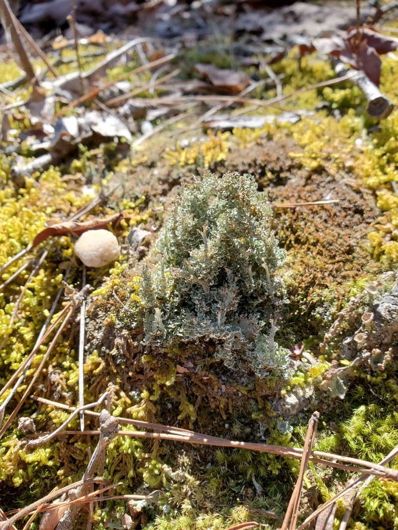 Atlantic Cup Lichen photo 6