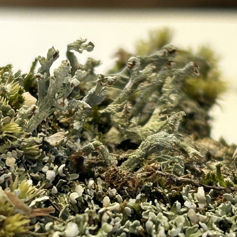 Atlantic Cup Lichen photo 7