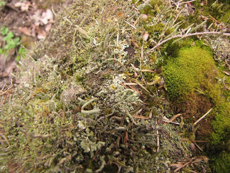 Cup Lichen photo 3