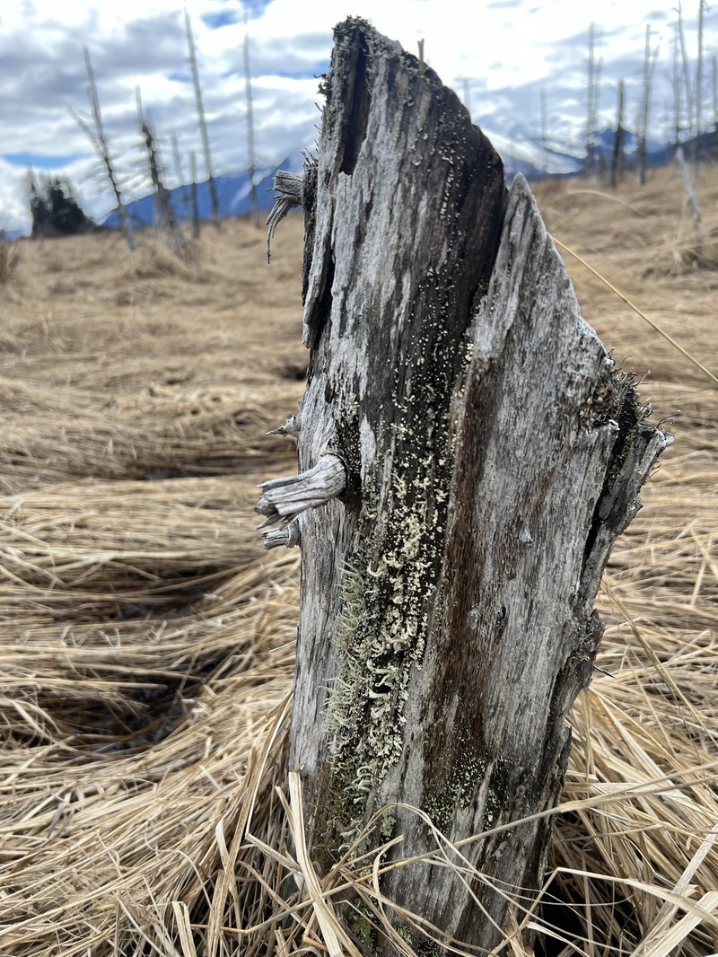 Cup Lichen photo 4