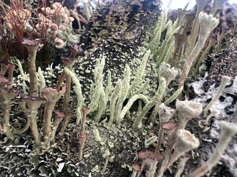 Cup Lichen photo 5