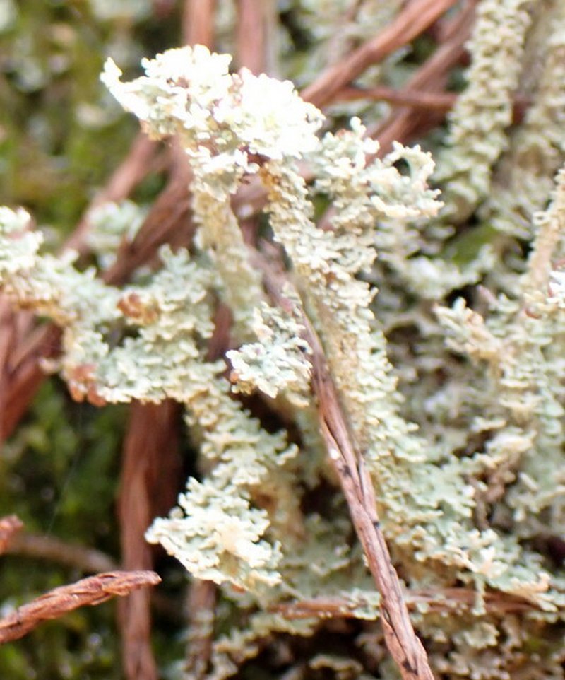 Beaumont's Cup Lichen