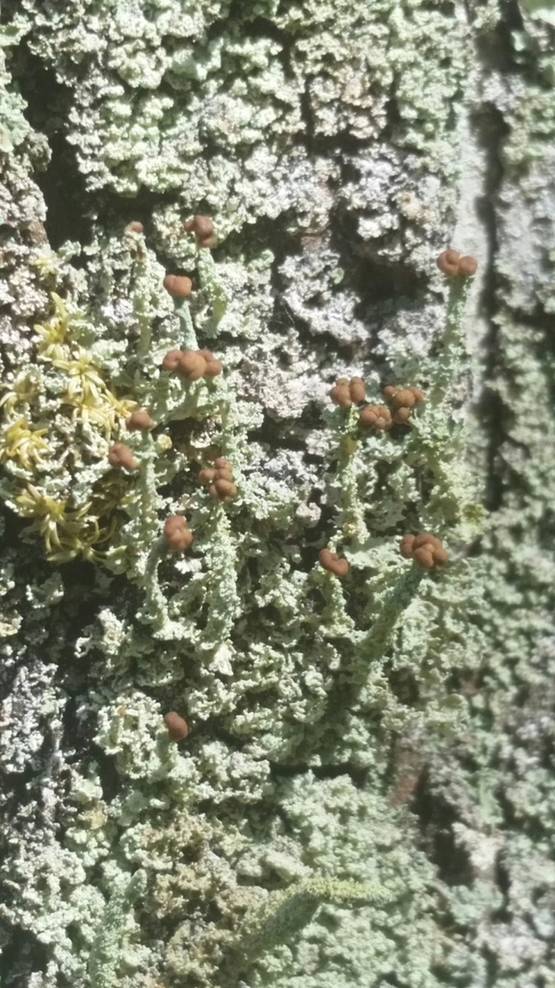 Beaumont's Cup Lichen