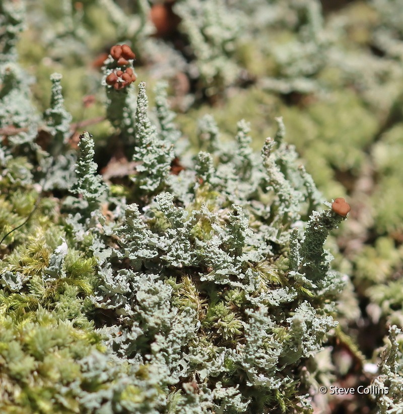 Beaumont's Cup Lichen photo 2