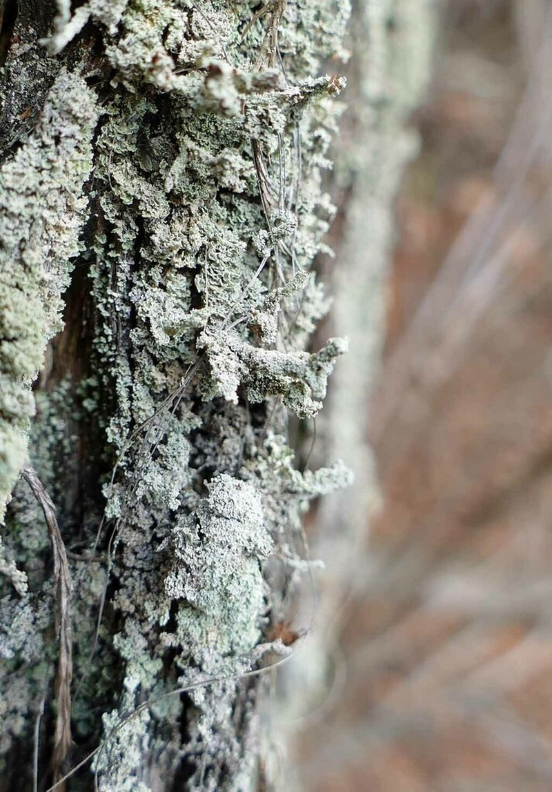 Beaumont's Cup Lichen photo 3