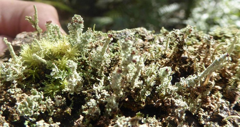 Beaumont's Cup Lichen photo 4