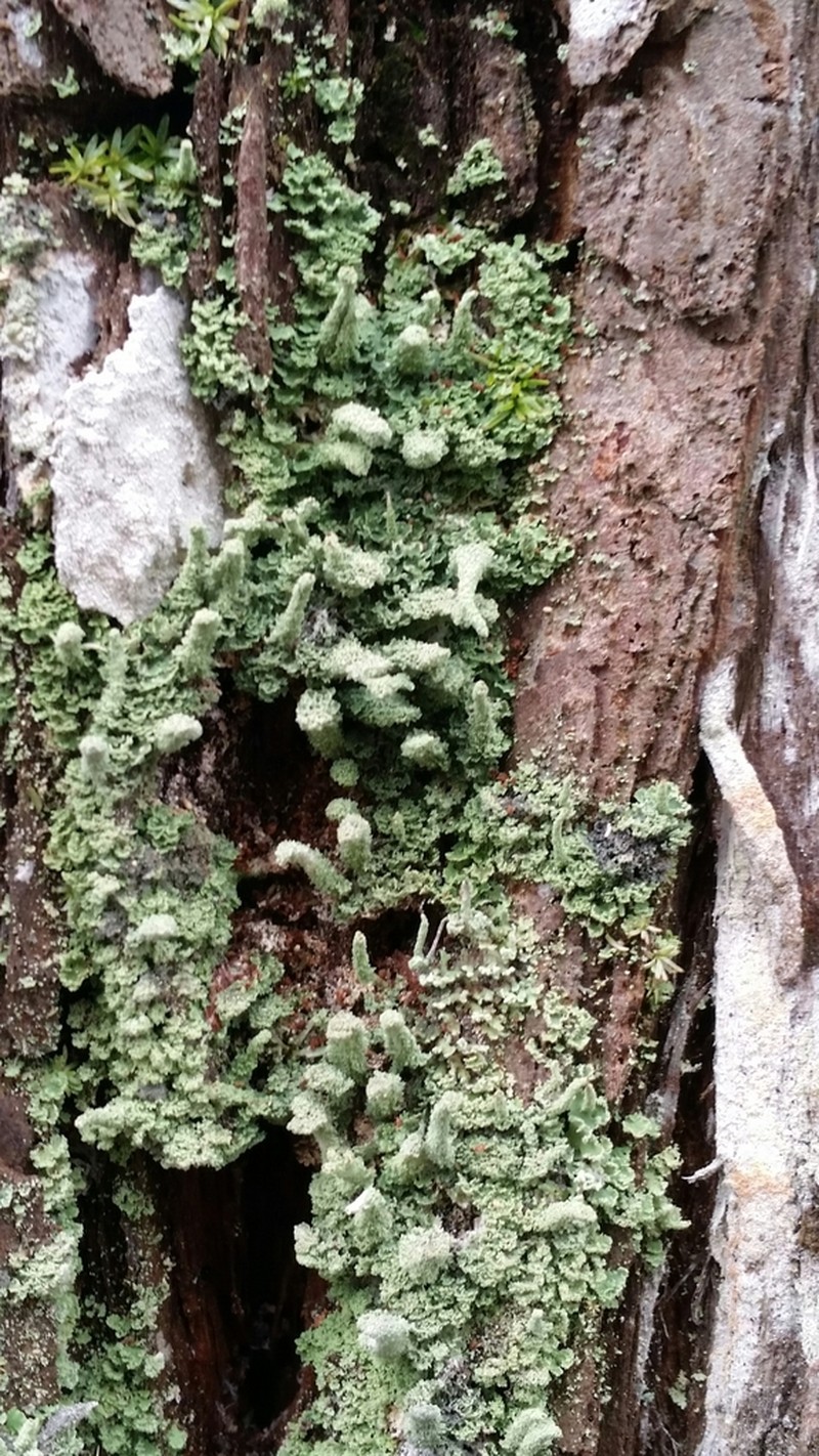 Beaumont's Cup Lichen photo 5