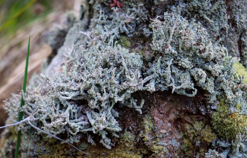 Beaumont's Cup Lichen photo 6
