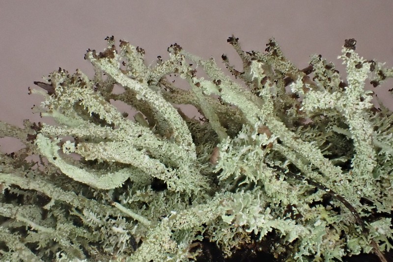 Beaumont's Cup Lichen photo 7