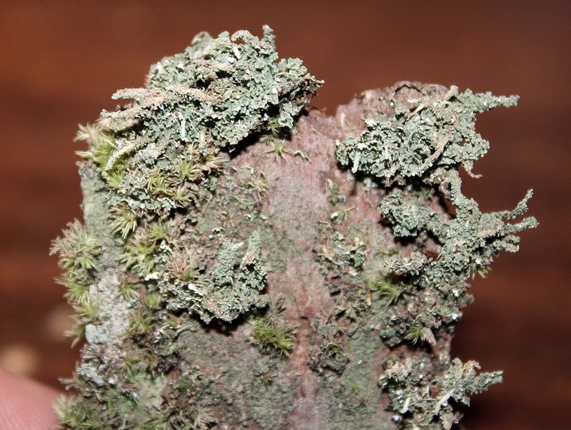 Beaumont's Cup Lichen photo 8