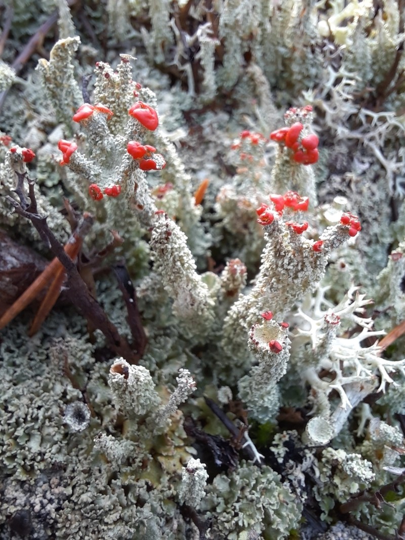 Cup Lichen