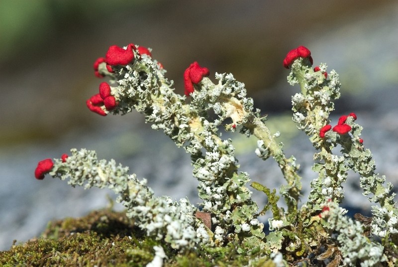 Cup Lichen photo 2