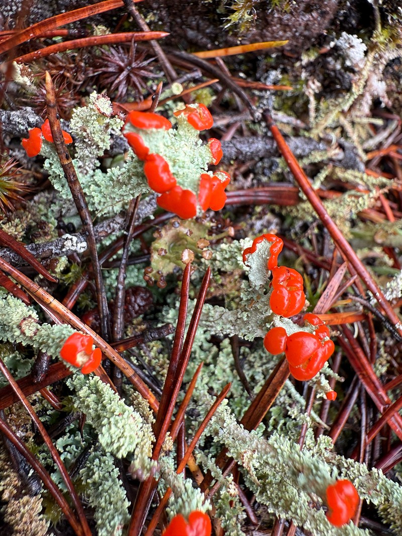 Cup Lichen photo 3