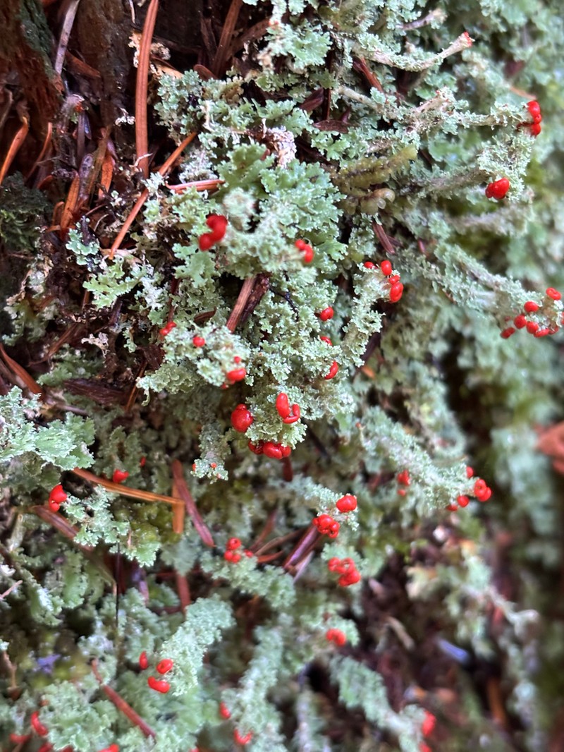 Cup Lichen photo 4