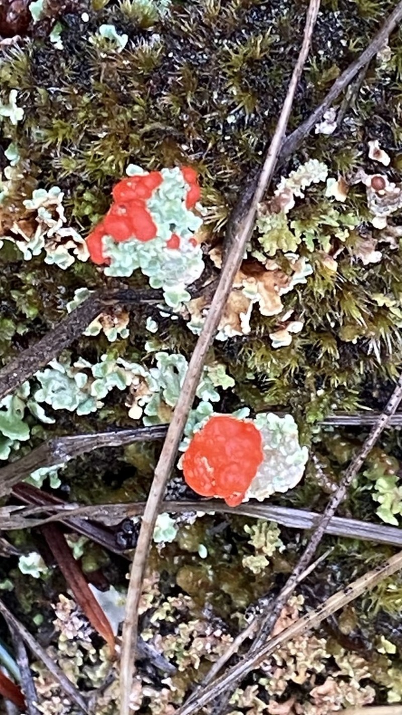 Cup Lichen photo 5