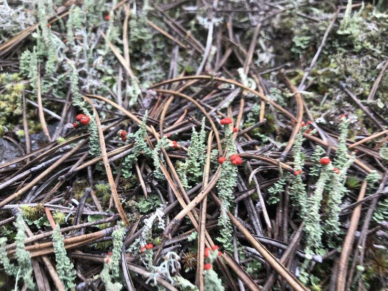 Cup Lichen photo 6