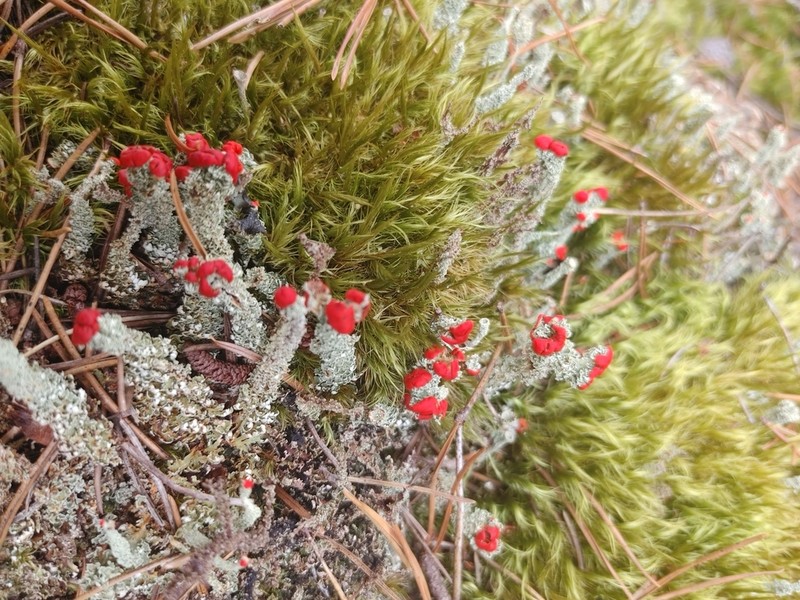 Cup Lichen photo 7