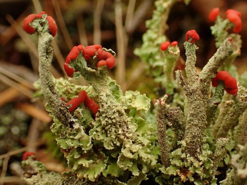 Cup Lichen photo 8