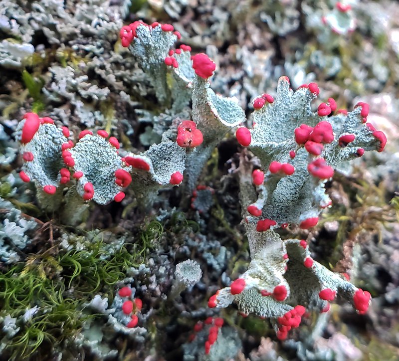 Boreal Cup Lichen