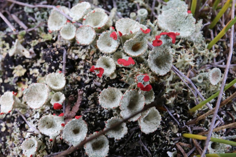 Boreal Cup Lichen