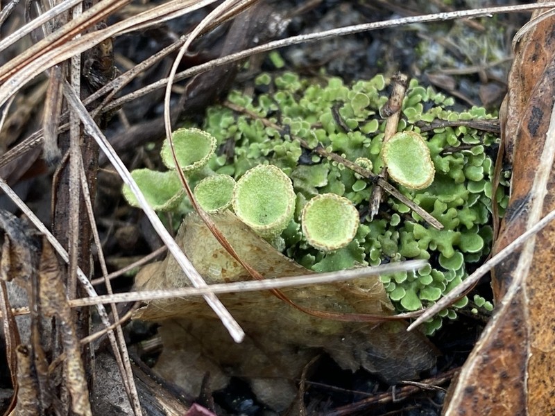 Boreal Cup Lichen photo 2