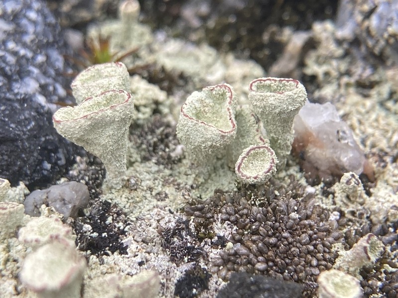 Boreal Cup Lichen photo 3