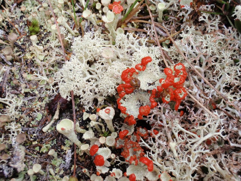 Boreal Cup Lichen photo 4
