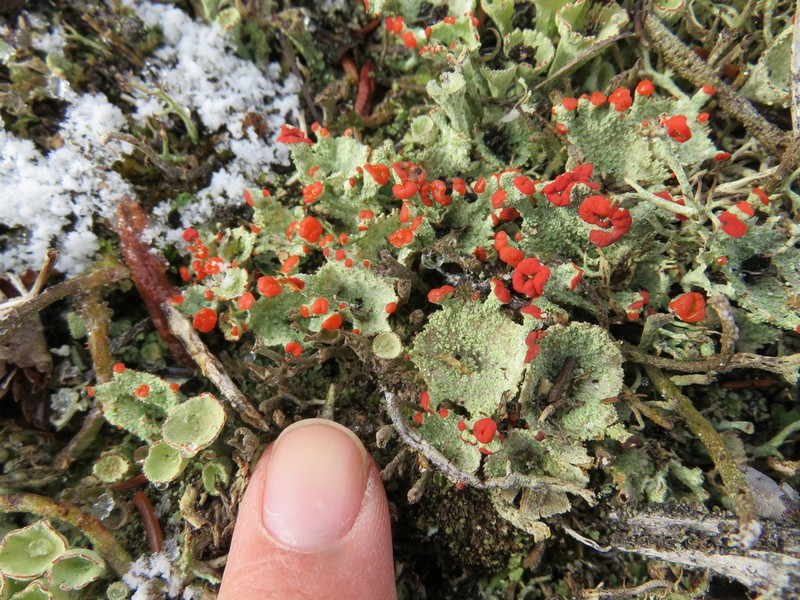 Boreal Cup Lichen photo 5