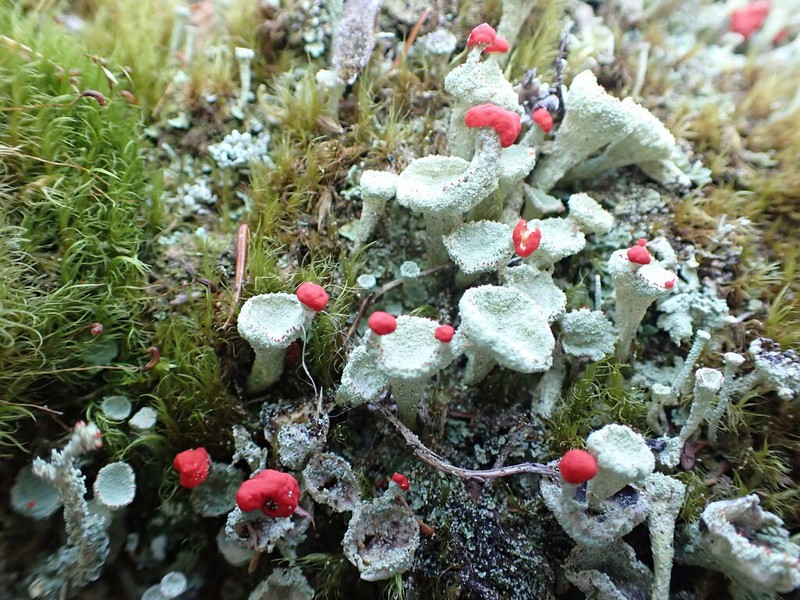 Boreal Cup Lichen photo 6