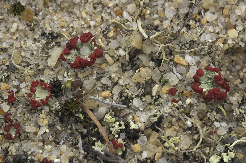 Boreal Cup Lichen photo 7