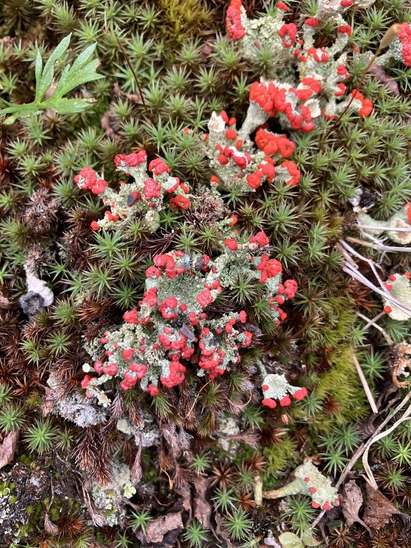 Boreal Cup Lichen photo 8