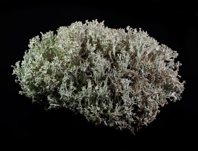 Bory's Cup Lichen