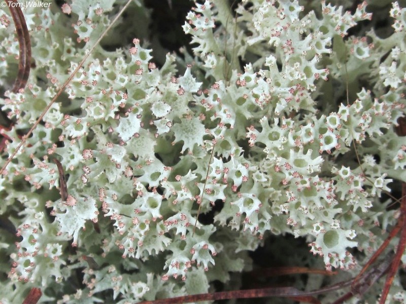 Bory's Cup Lichen