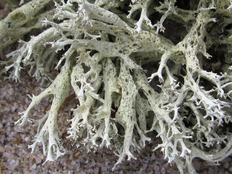 Bory's Cup Lichen photo 2