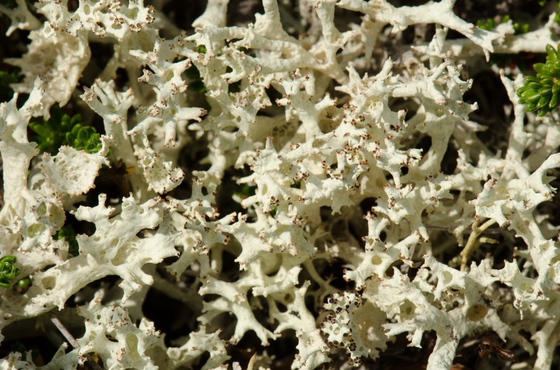 Bory's Cup Lichen photo 3