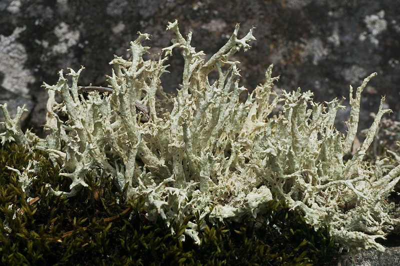 Bory's Cup Lichen photo 4