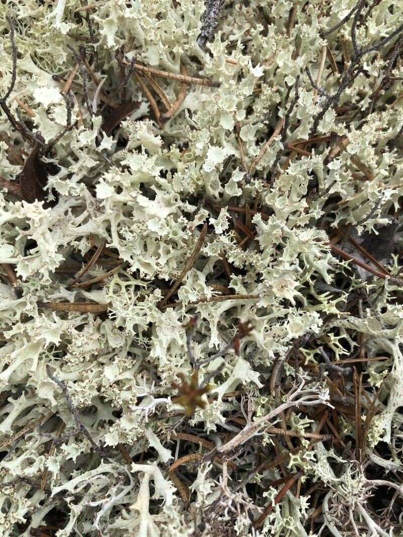 Bory's Cup Lichen photo 5