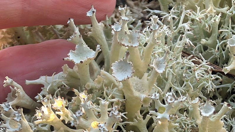 Bory's Cup Lichen photo 6