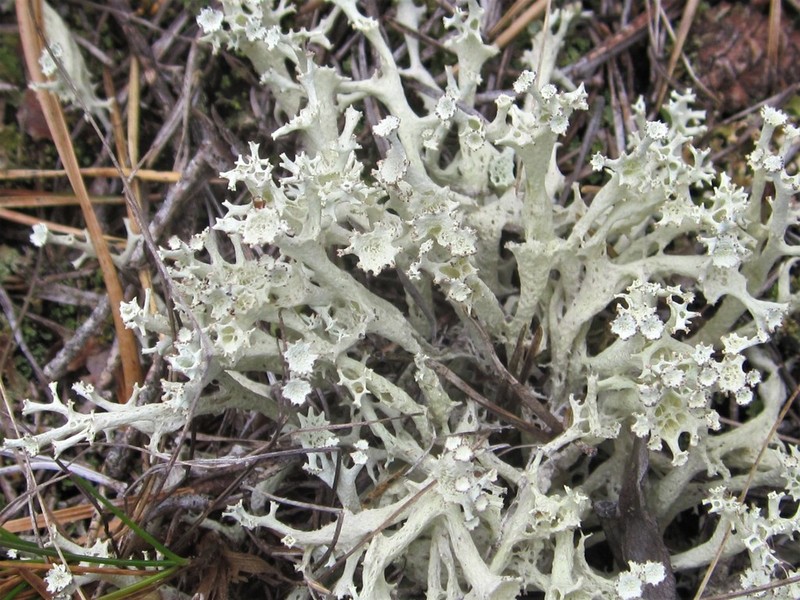 Bory's Cup Lichen photo 7
