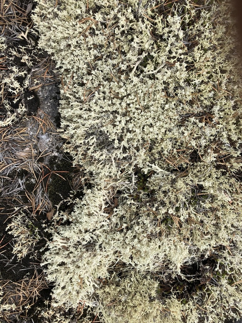 Bory's Cup Lichen photo 8