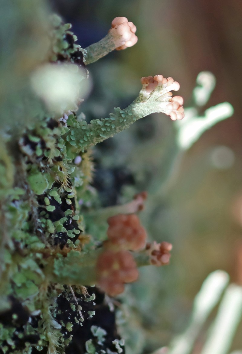 Cup Lichen
