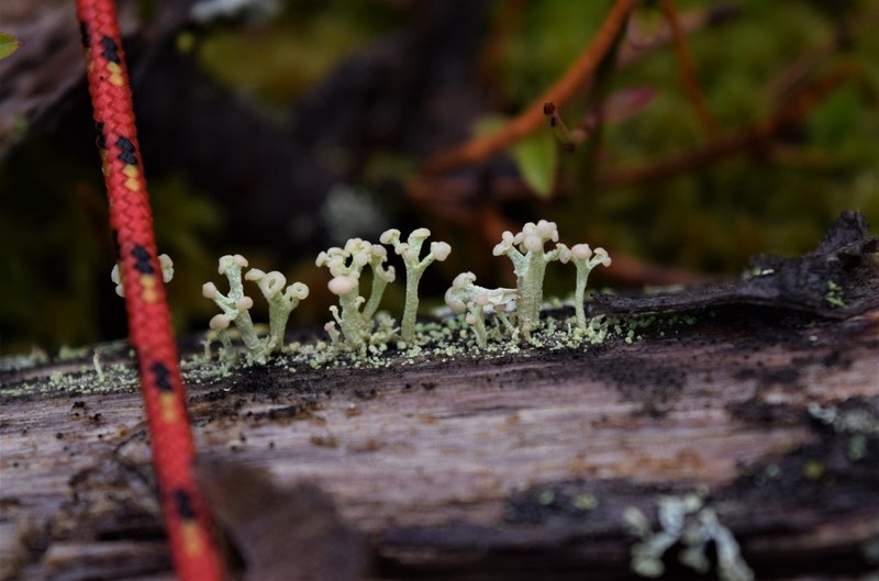 Cup Lichen