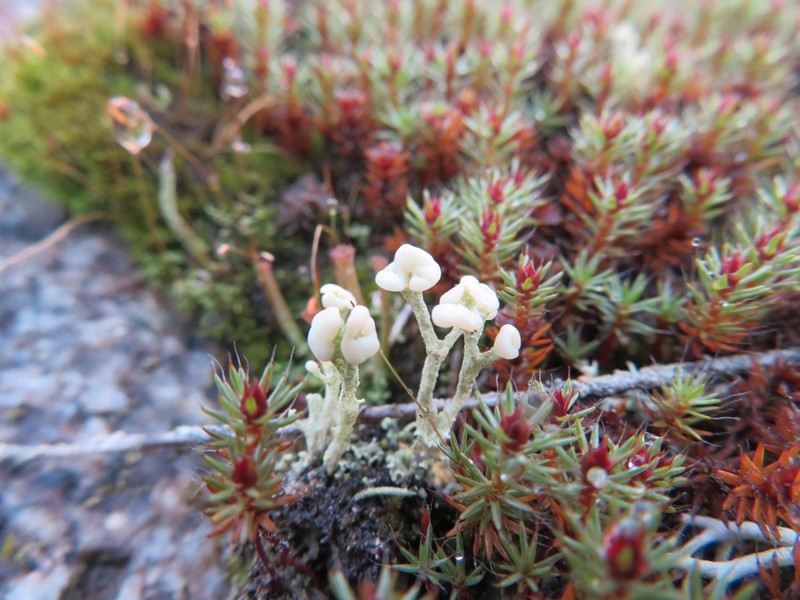 Cup Lichen photo 2