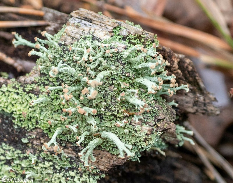 Cup Lichen photo 3