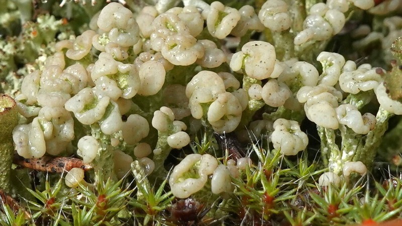 Cup Lichen photo 4