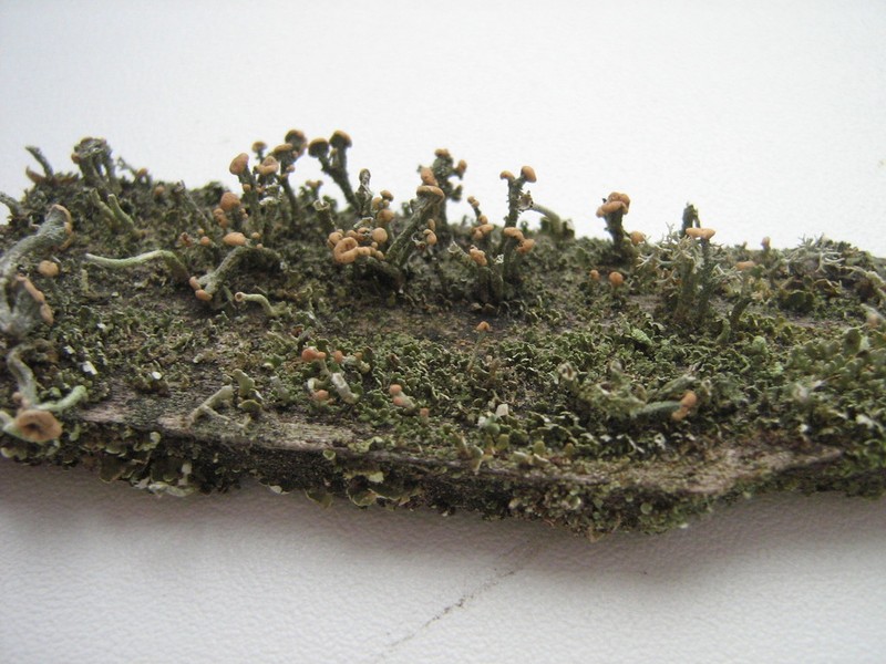Cup Lichen photo 5