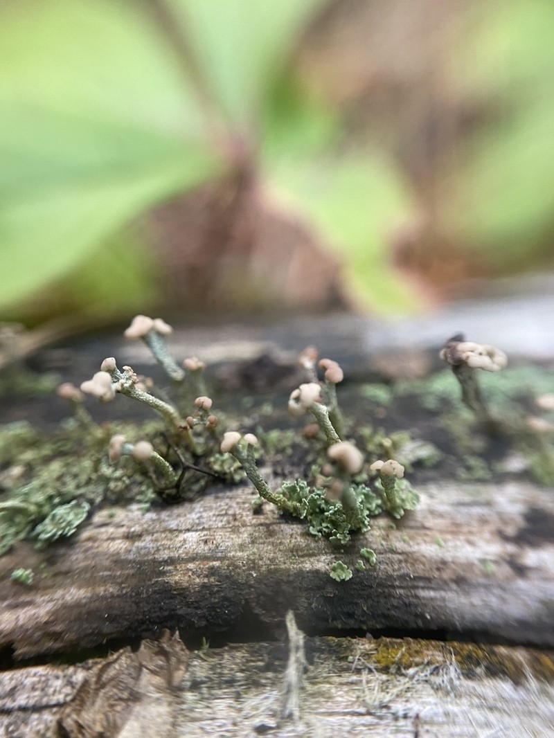 Cup Lichen photo 6